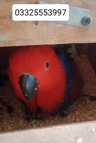 Eclectus breeder female