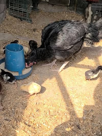 Amroha aseel chicks available for sale