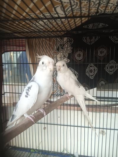 V paid Eno  cocktail breeder pair ready to second breed