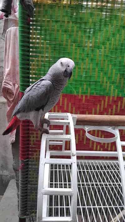 Tame African Grey Parrot