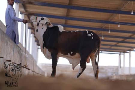 Qurabani Janwar | Cholistani | Ablak | Palai Service | Bachra | Bulls