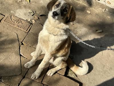 Afghan khochi dog best for security