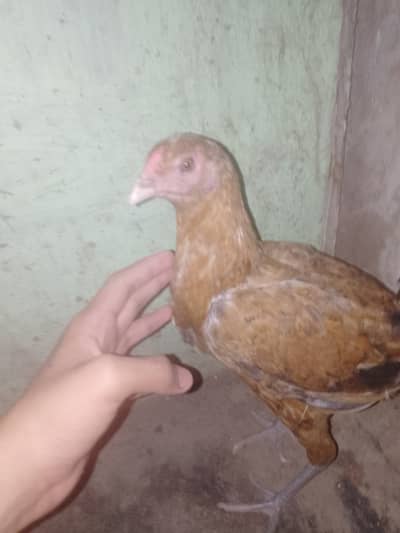 8 month age home bread