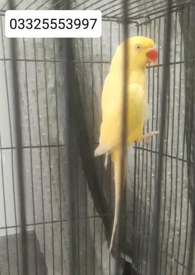 yellow Male with DNA