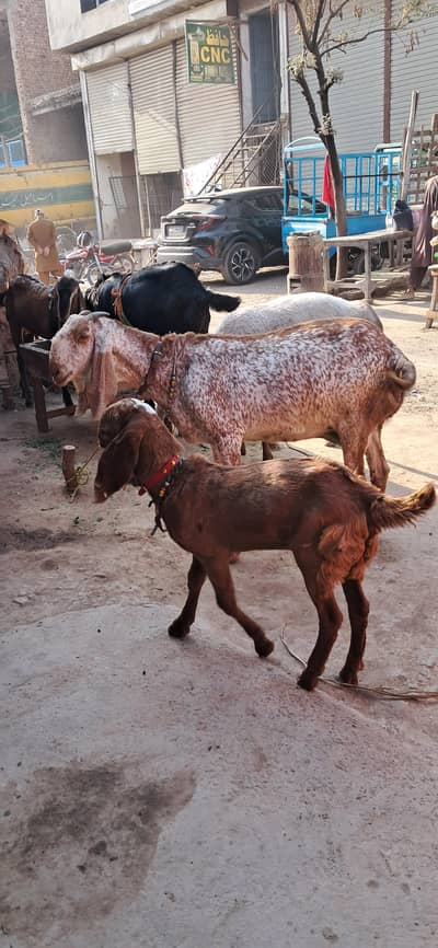 making cheeni bakri  with 3 manth bakra