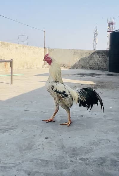 Aseel male and females