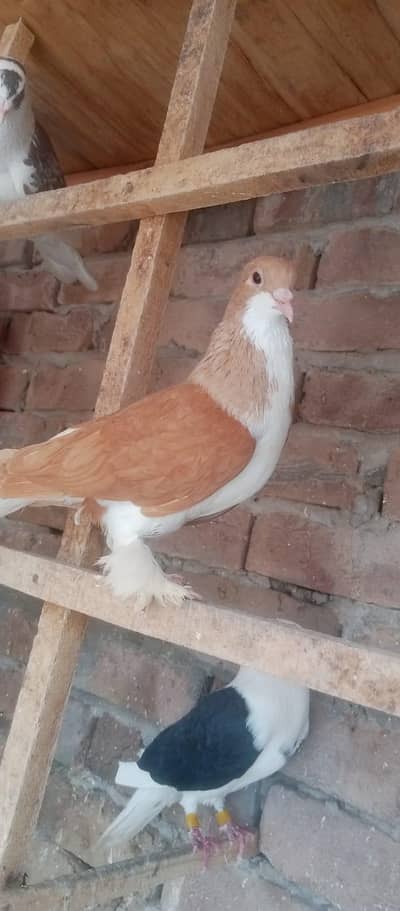 2 ranga male or Siah sherazi female pair