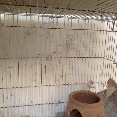 1 pair full size2 years  with  1 chick 8 month and one finch free