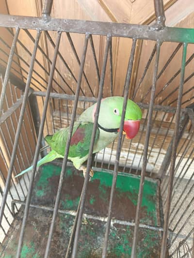 Kashmiri Raw Parrot Male For Sale