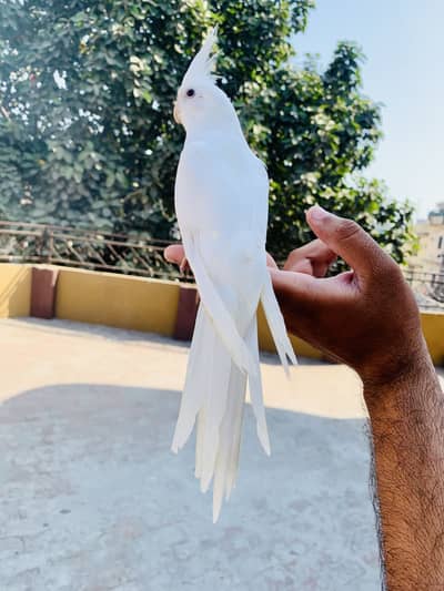 Cocktail Handtame Red Eyes