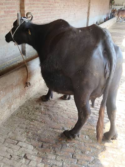 full tyar so e mein 3 se 4 din let hai be bhot Acha doodh deti hai