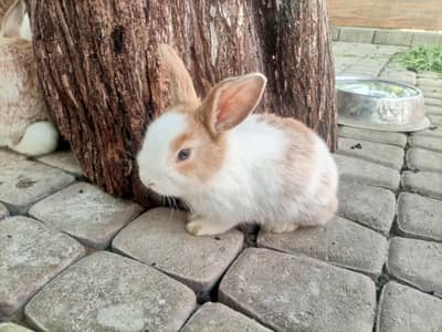Holland lop baby rabbits