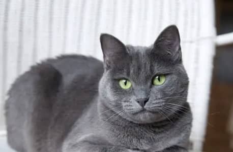 Russian Blue cat