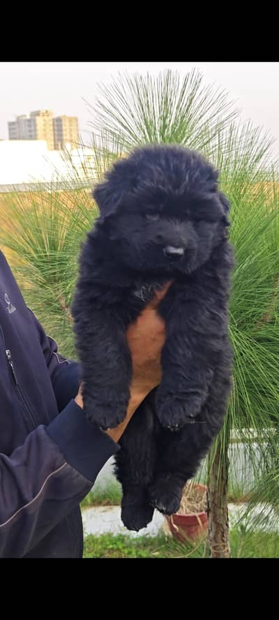 pink pedigree show quality german shepherd puppy