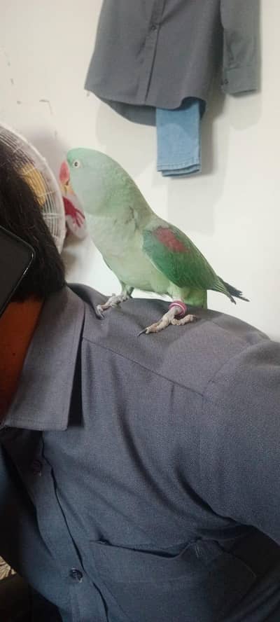 Alexandrian (Raw Parrot)