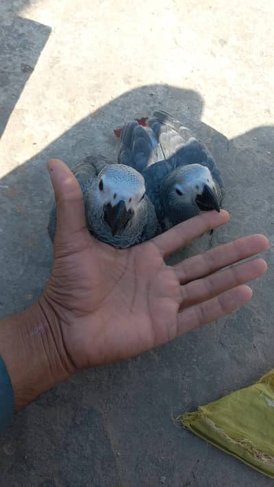 African gery baby parrots pair