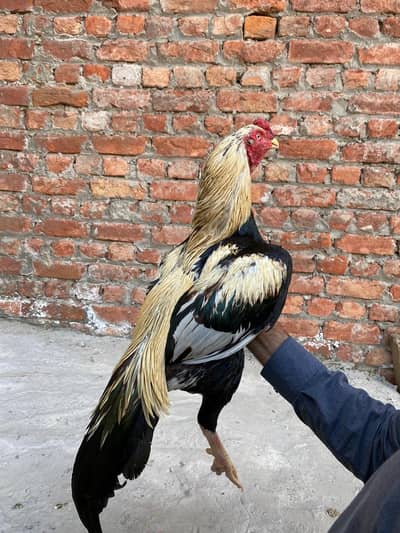 jawa mianwali aseel murga