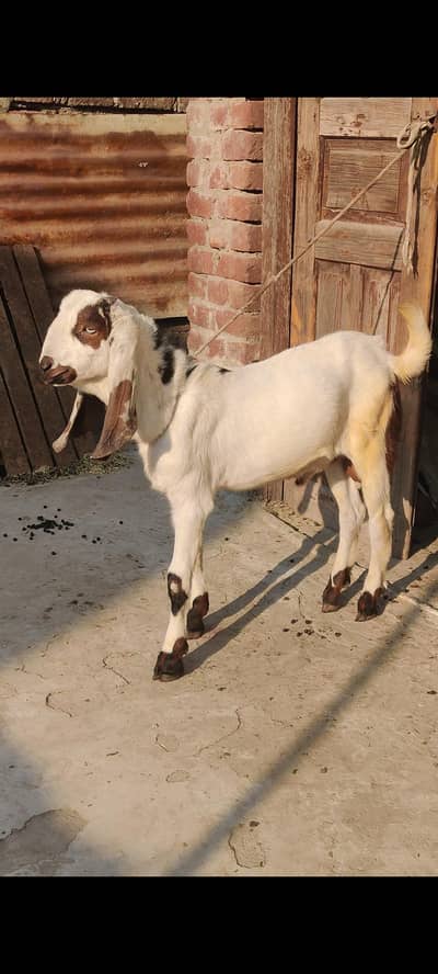 8 Months bakra