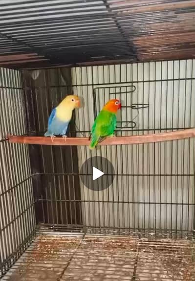 love birds different breeder pairs