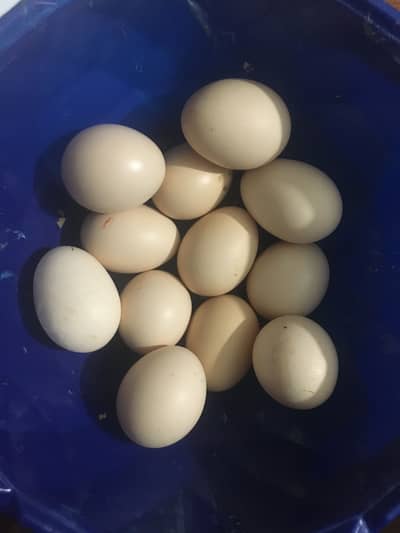 Aseel eggs