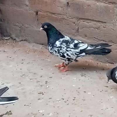 rampuri pure patha for sale