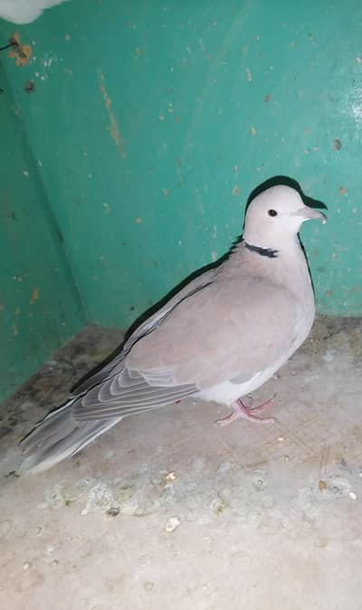 Dove Breeds Female