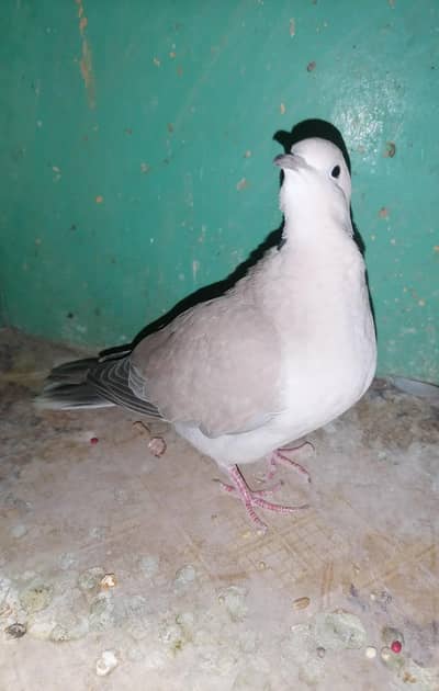 Dove Breeds Female