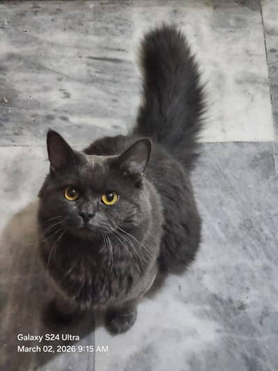 persian Cat Male