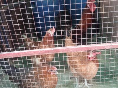 egg Laying Hens Available Home Breed Healthy and active