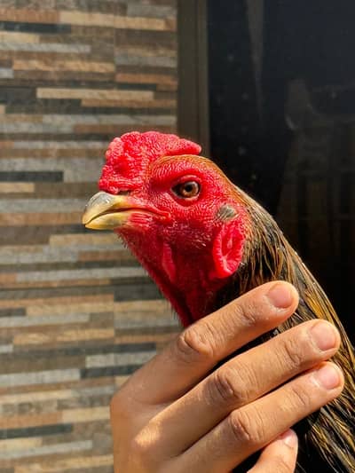 Aseel  Veit X Thai Rooster / Aseel Thai  / Aseel hens for sale
