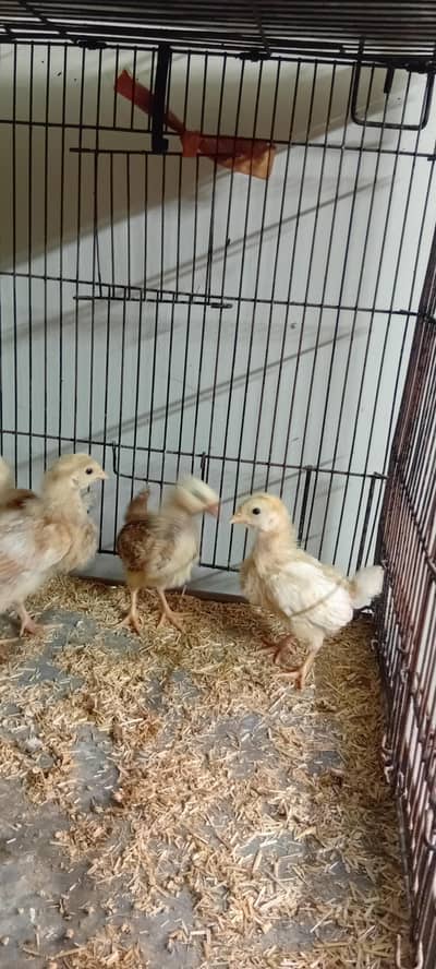 golden misri chicks home breed
