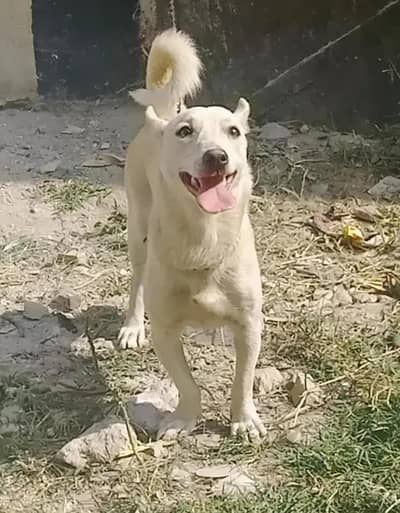 healthy and Active Pisti female dog
