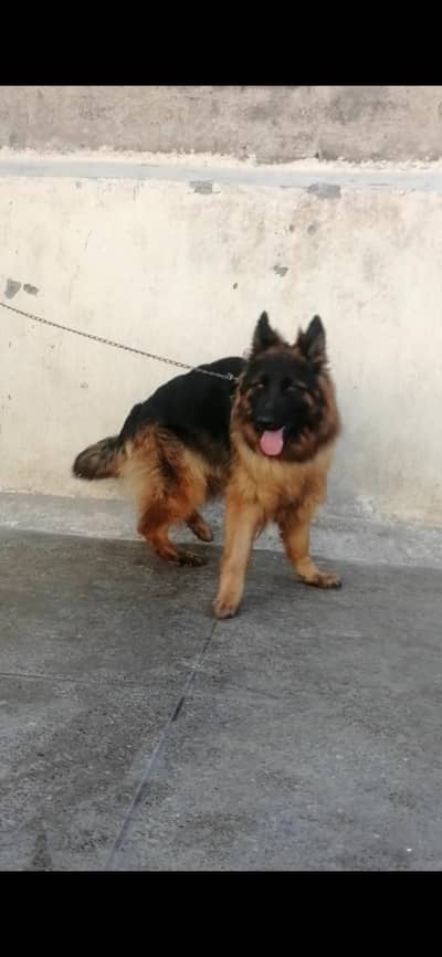 Black GSD FEMALE Puppy avaliable long coat