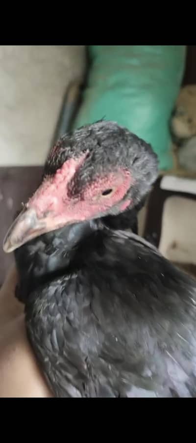 -BLACK ASEEL FOR SALE-