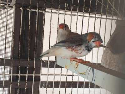 Undersize Finch Pair