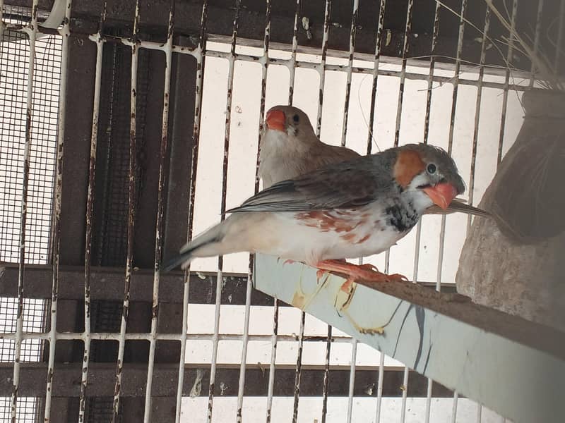 Undersize Finch Pair 0