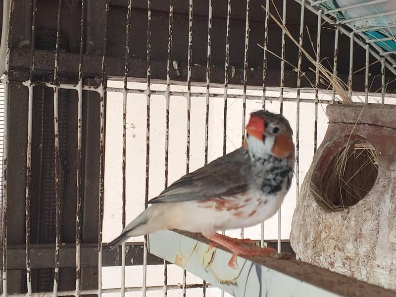 Undersize Finch Pair 1