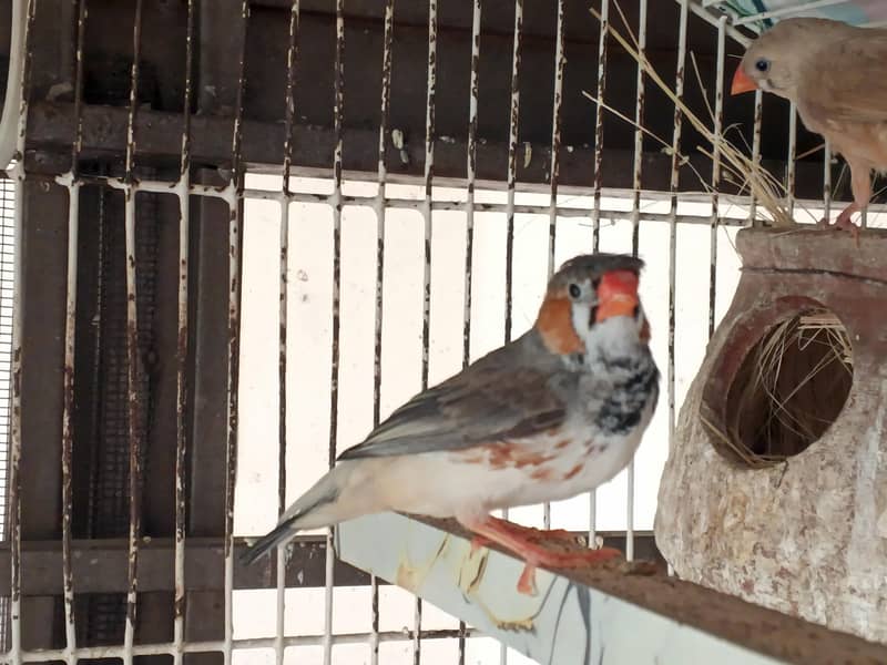 Undersize Finch Pair 2