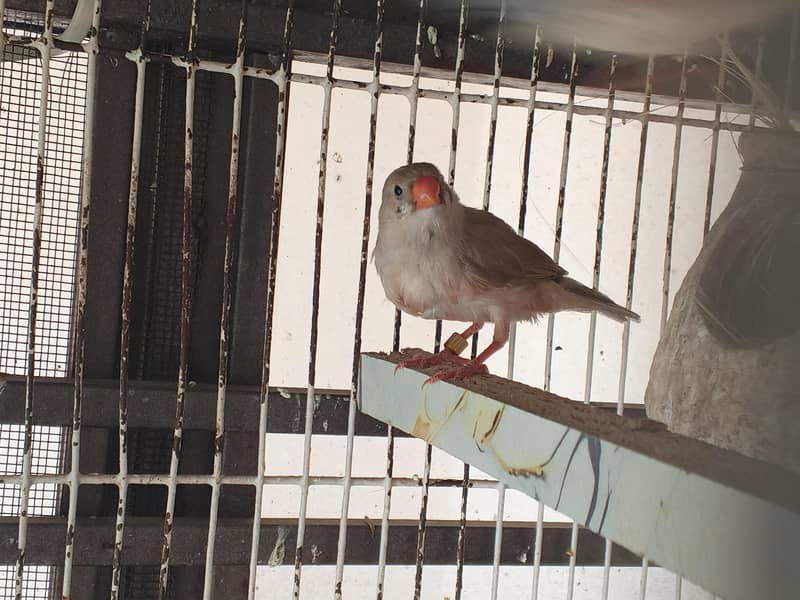 Undersize Finch Pair 3