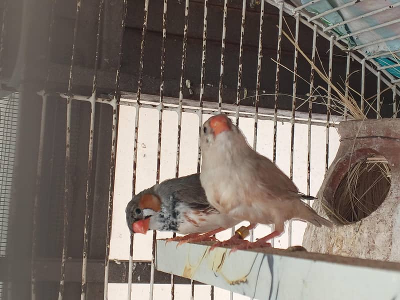 Undersize Finch Pair 4