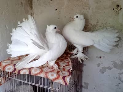 Laka Pigeon Pair white
