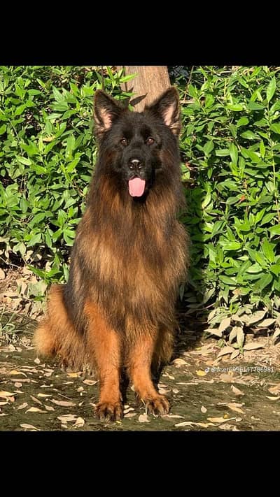 German Shehpherd Male Available For Stud Only
