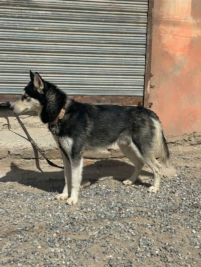 Husky pretty dog in white and black colour