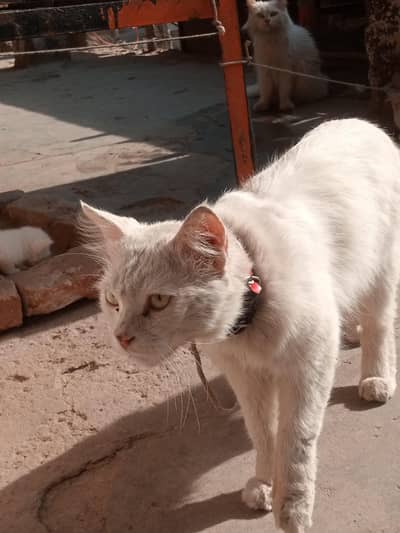 Persian cat female or kids