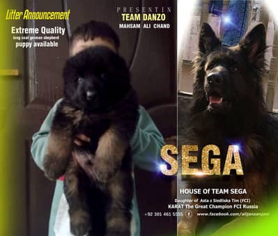 German Shepherd FCI bloodline pup 03014615555