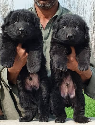 German Shepherd | black German Shepherd puppies pair | gsd puppy | dog