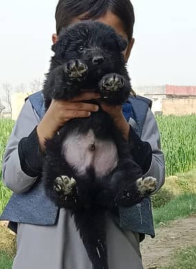 black Shepherd | German Shepherd puupy | long coat | gsd dog
