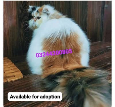 Peke face cat (spayed)