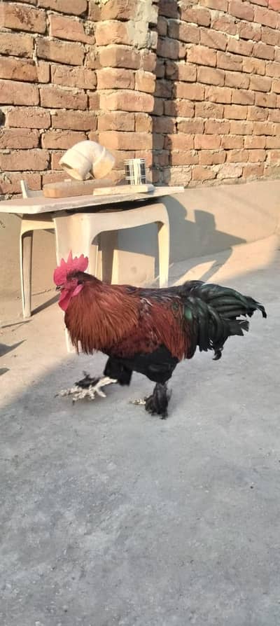 Healthy  and active breeder male hai Berhama ka hai