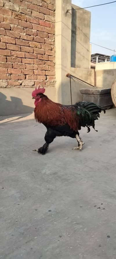 Healthy  and active breeder male hai Berhama ka hai